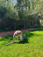A kangaroo at the Healesville Wildlife Sanctuary in the Yarra Valley.